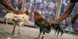 Giải Đấu Gà Đòn C1 – Đấu Trường Của Những Chiến Binh